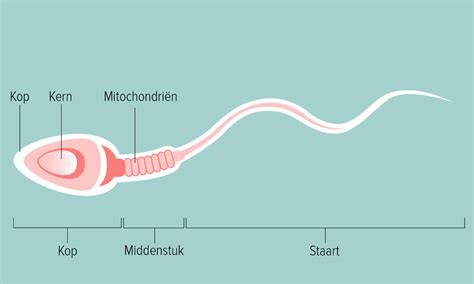 levensduur sperma|Hoe lang leeft het sperma: hoeveel dagen